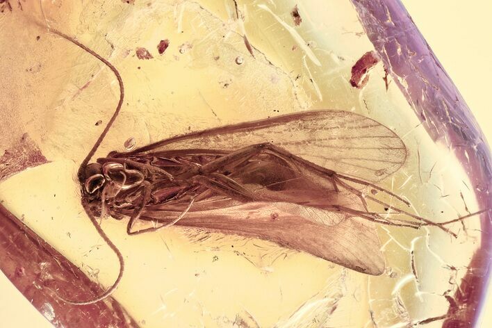 Detailed Fossil Caddisfly (Trichoptera) In Baltic Amber #357891